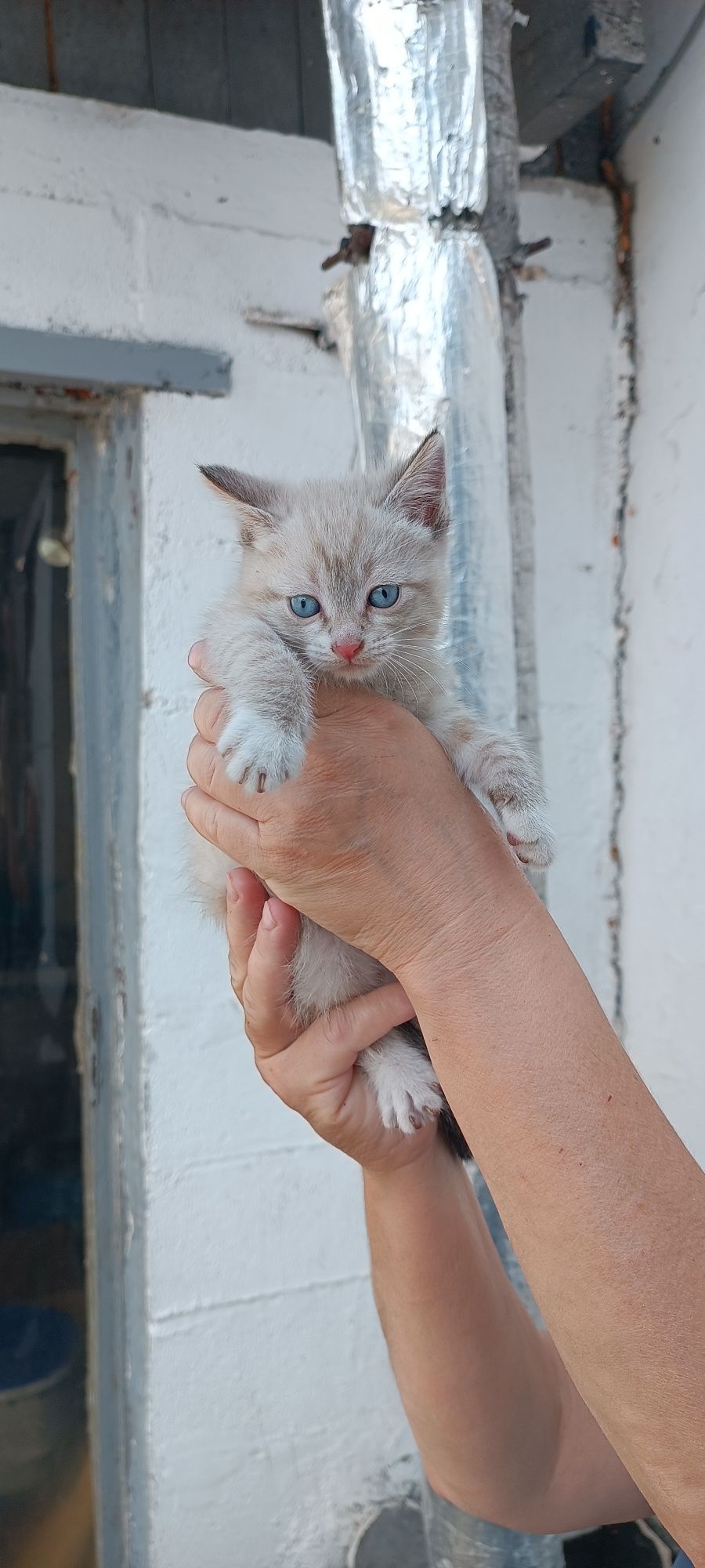 Кошечка ищет новый дом