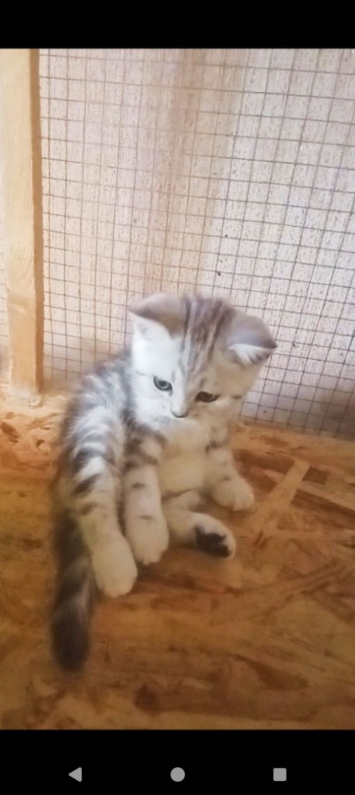 Продам шотландскую кошечку скотиш страйт с документами.