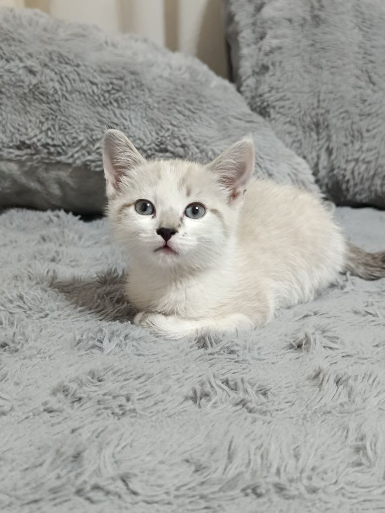 отдам котёнка 2 месяца