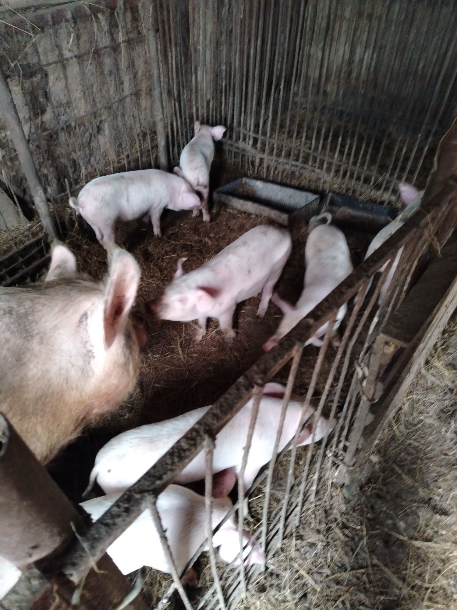 Продам поросят, возраст два месяца