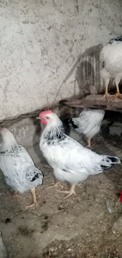 Петушки адлеры на продажу звоните
