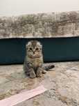 Продам шотландского котенка