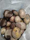 Продам картофель