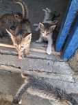 Отдам котят бесплатно