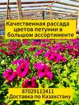 Рассада цветов. Петуния