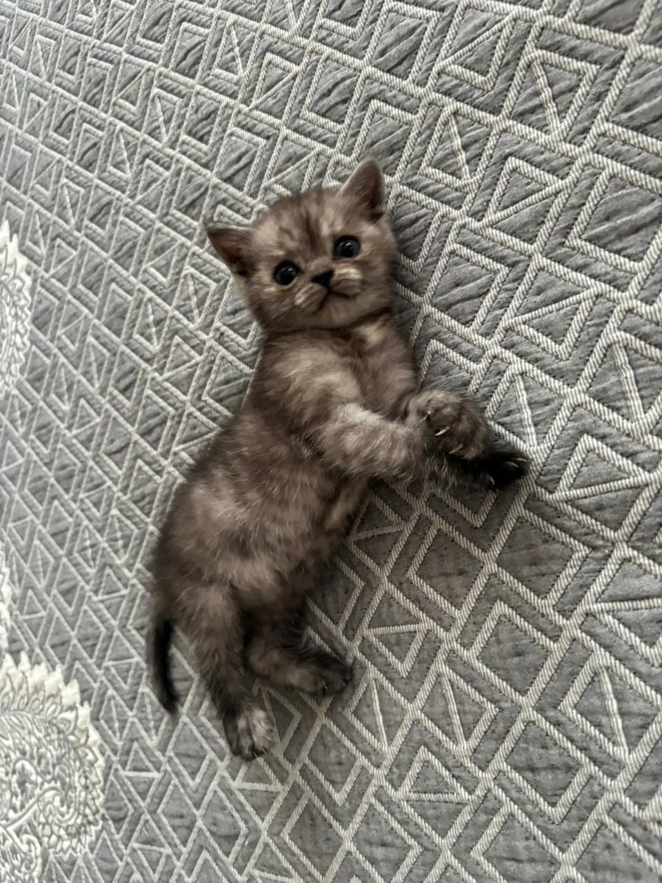Котёнок Скоттиш Страйт