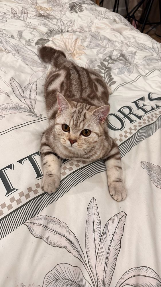 Вязка кота