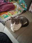 Отдадим кошку в хорошие руки