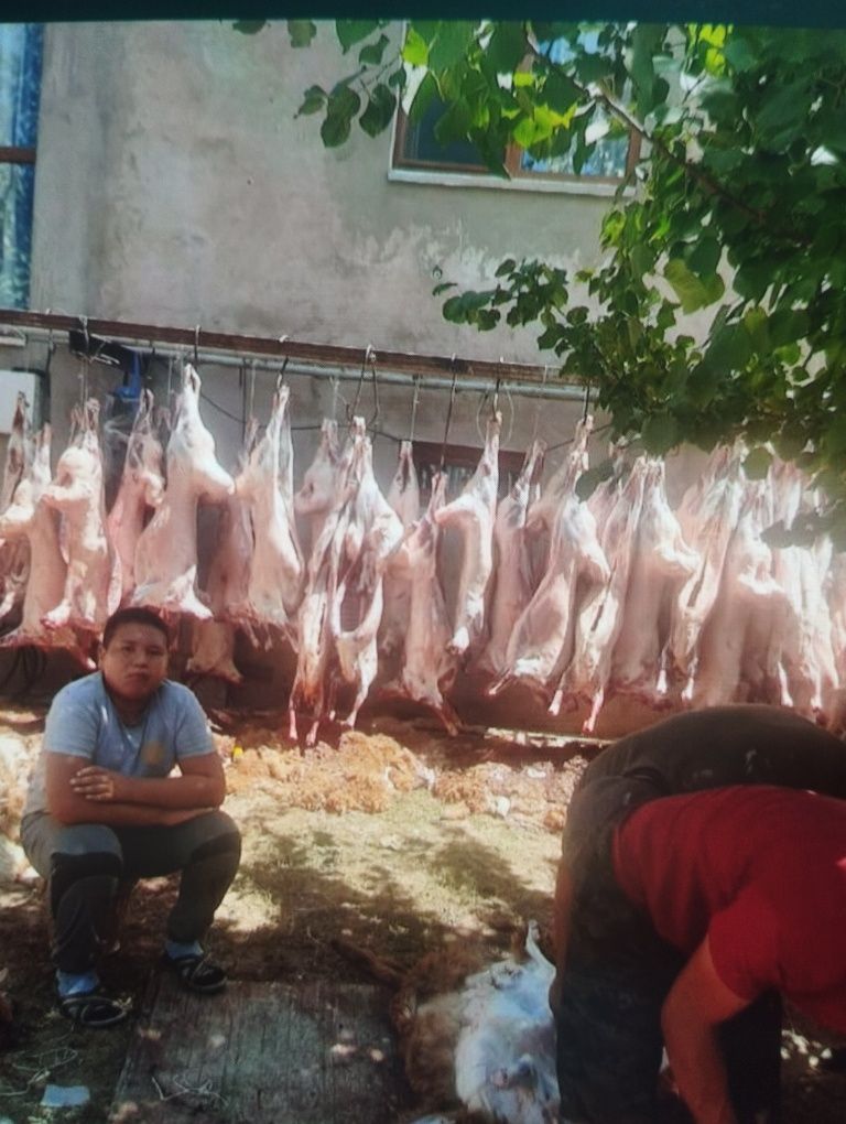 Баран бараны Кой Баран Қой Баран г Алматы имеется Доставка быстрый