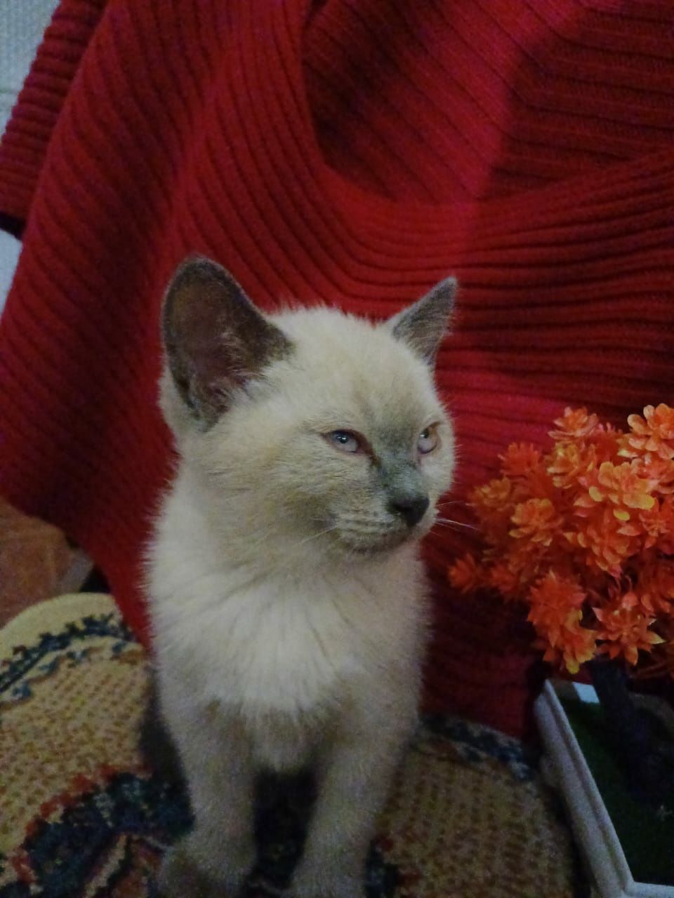Подарим котёнка,девочку,3 месяца,здоровая,чистая,лоточек 5+.