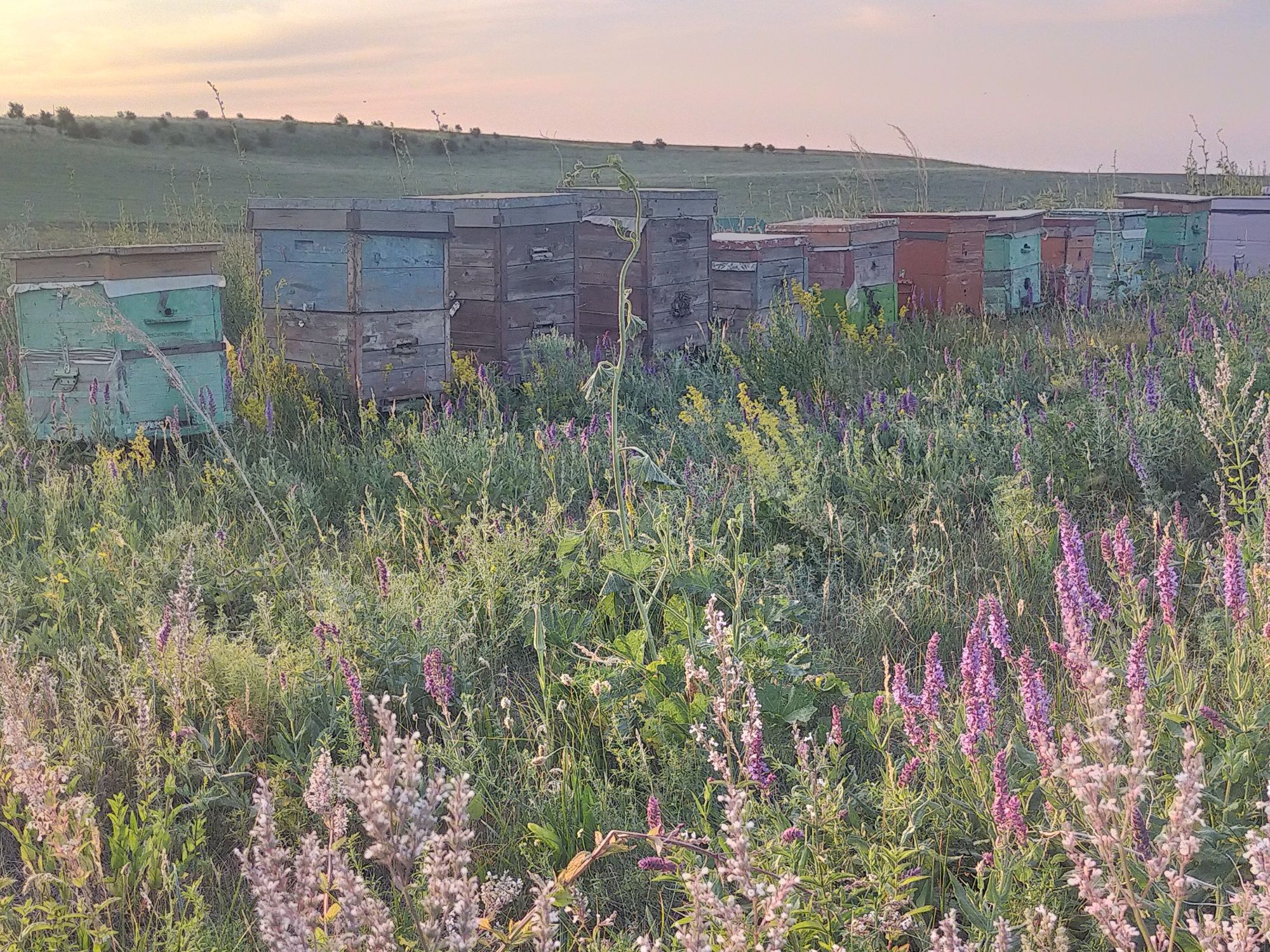 Продам мёд.Горное разнотравье