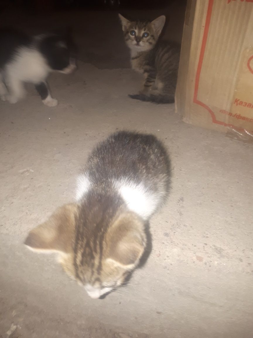 Котята в добрые руки