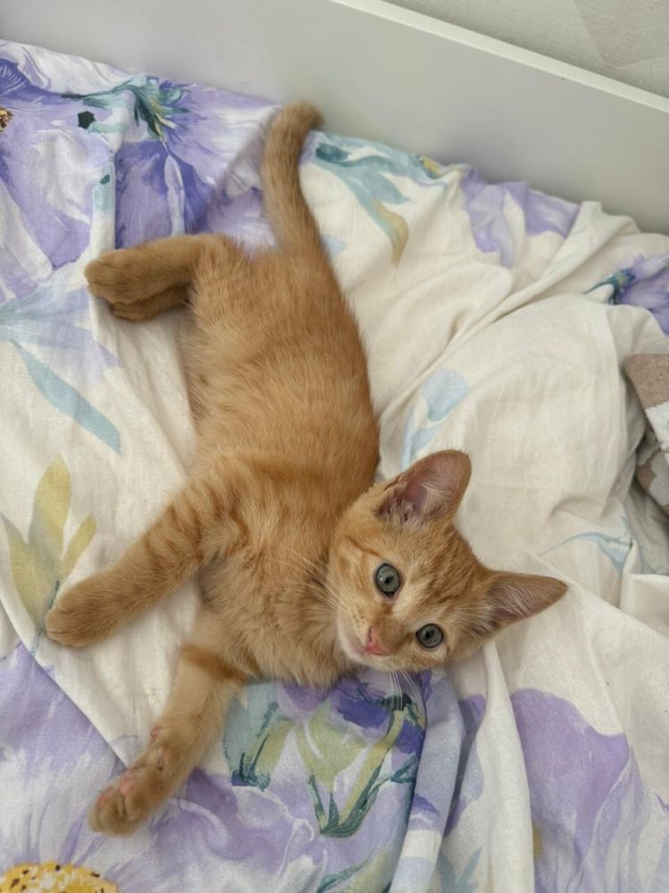 Отдам в добрые руки котят и кошек.