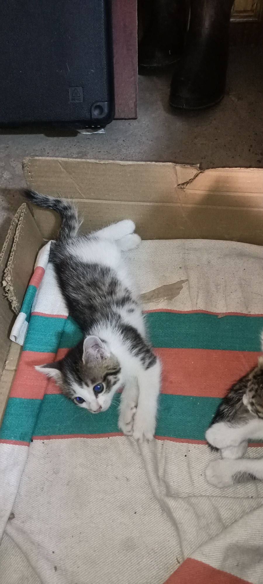 Котята, бесплатно