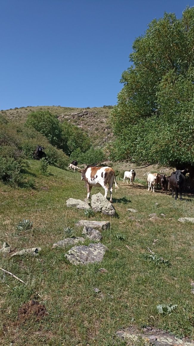Сиыр сатылады 3 жаста тумаған сиыр семіз