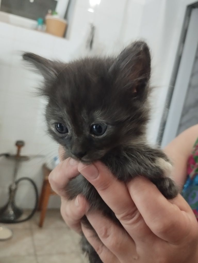 Отдаю котят в добрые руки