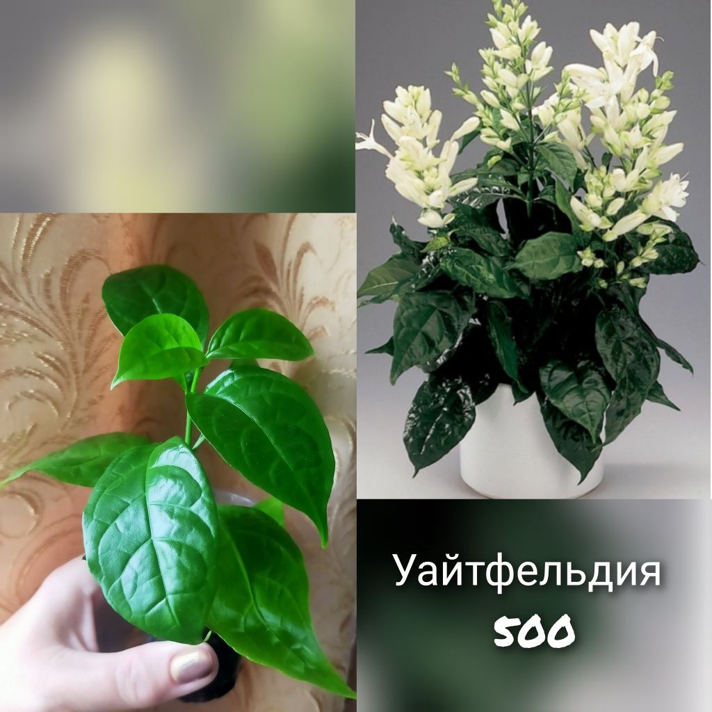 Комнатные растения