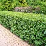 Кизильник блестящий ( cotoneaster lucidus)