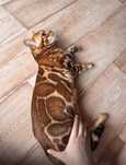 Бенгальские котята