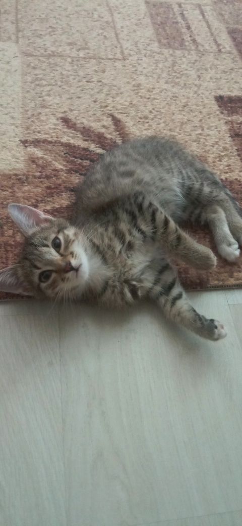 Котенок в добрые руки