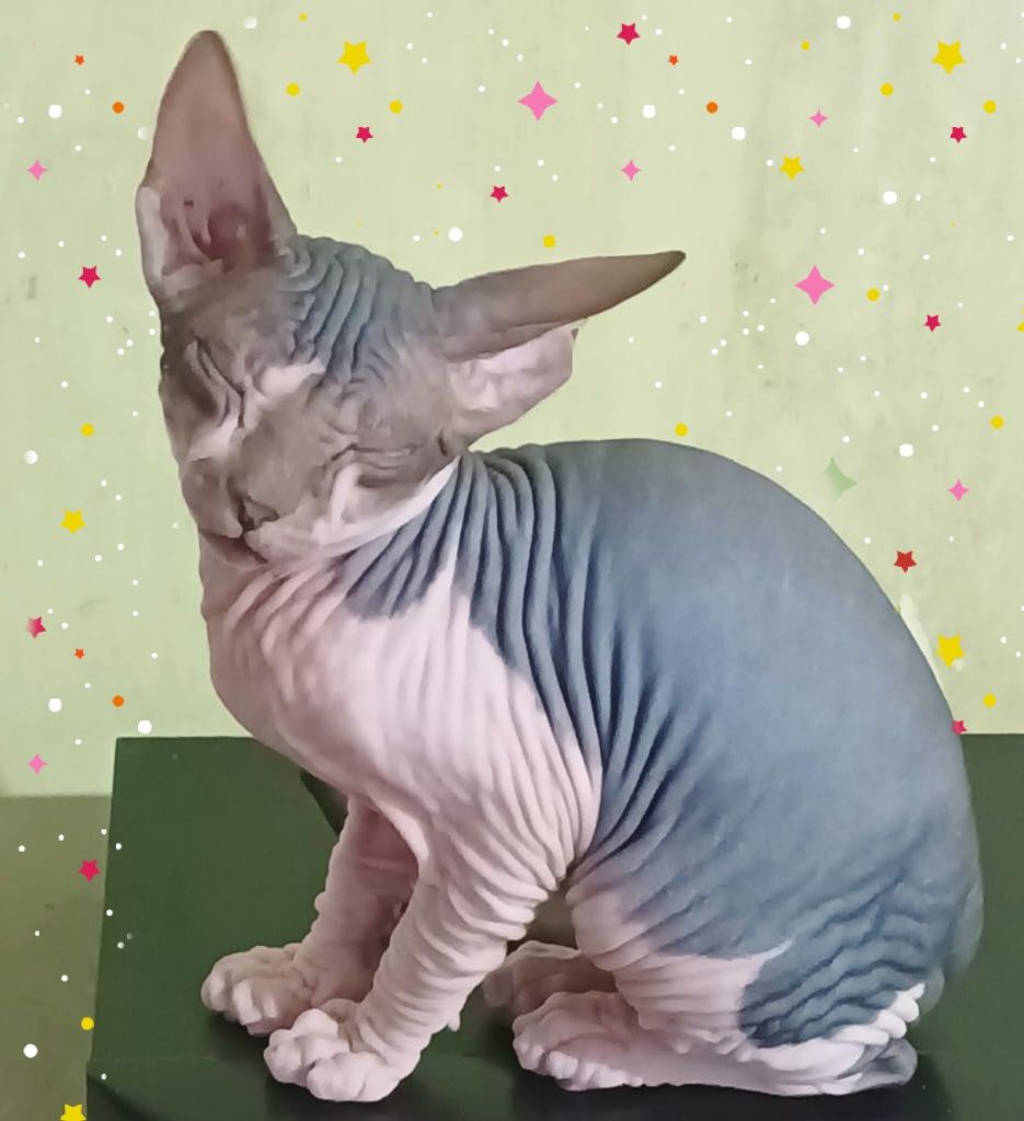 Очаровательные котята, сфинкс!