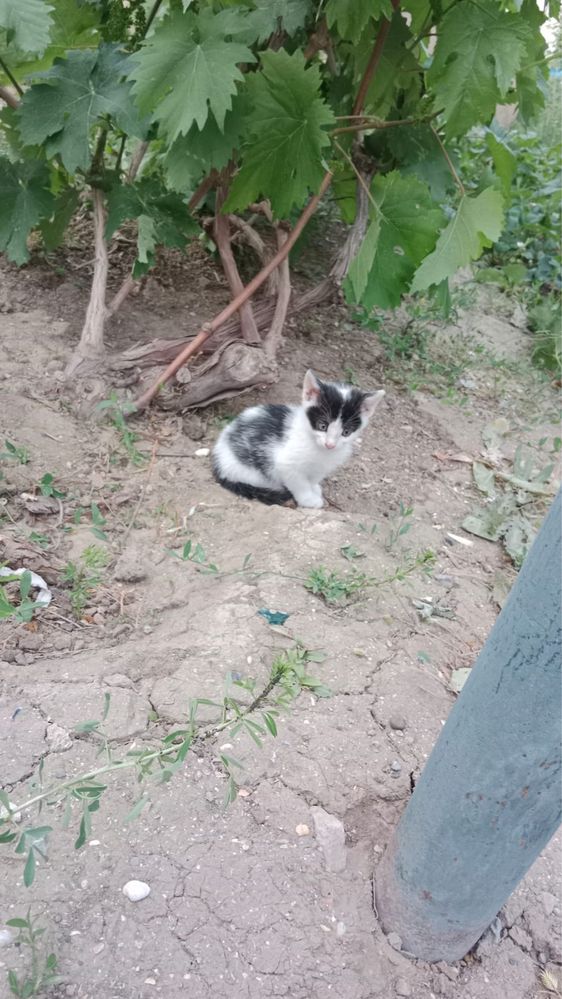Отдам котят девочек в добрые руки