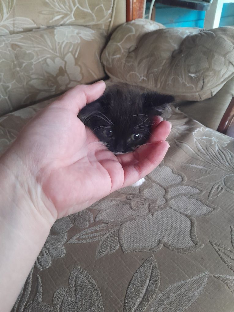 Отдам двух котят в хорошие руки