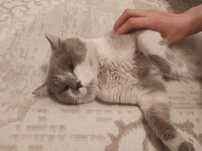Кот ищет любящих родителей