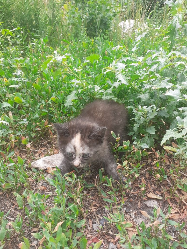Котята больше месяца