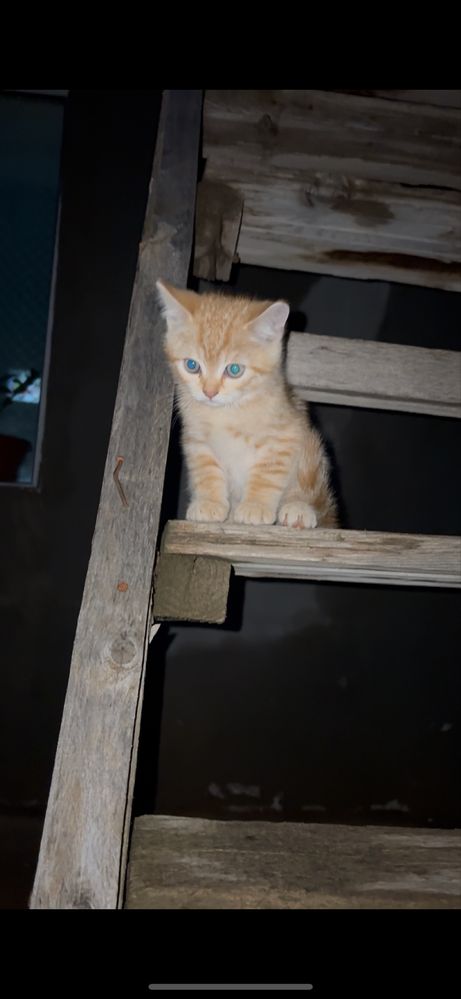 Продаются породистые котята