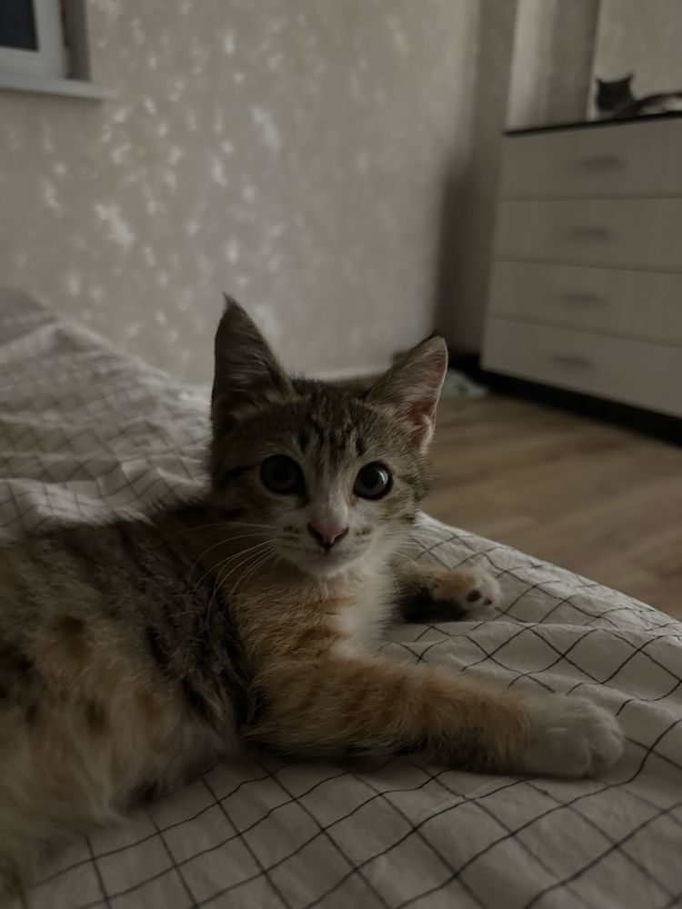 Котенок ищет дом