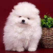 Померанский шпиц, помиранский, 1,5 мес