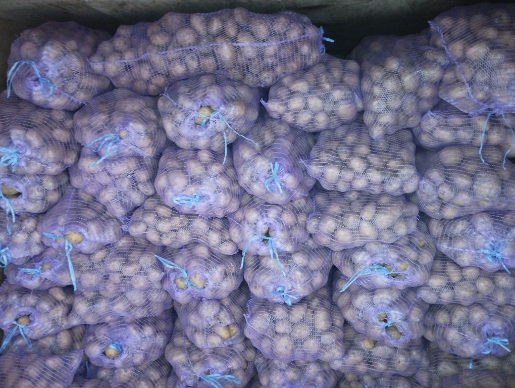 Продам картофель по оптовой цене