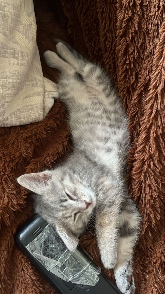 Бесплатно отдам котенка