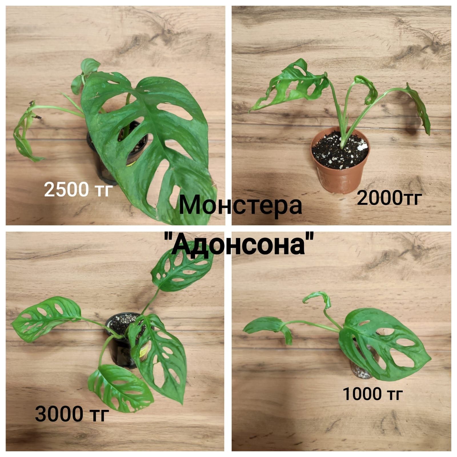 Жасмин, Тилландсия, Монстера,Калла