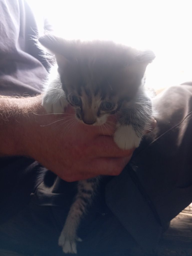 Отдам котят срочно