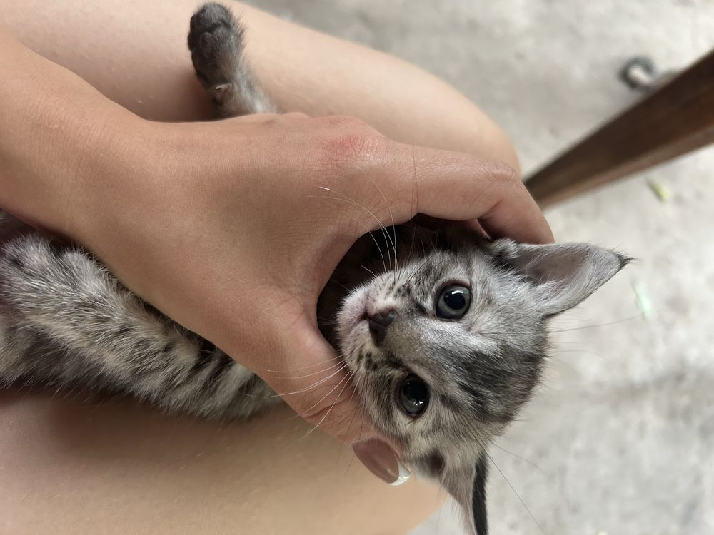 Котенок котенок котенок