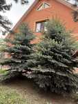 Продаю домашние ели, Таугуль 3