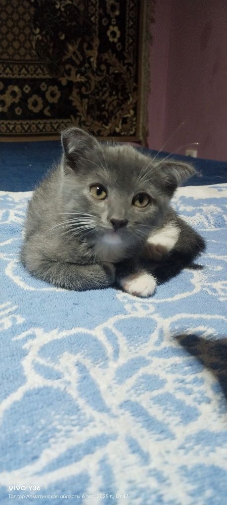 Котята ищут дом.