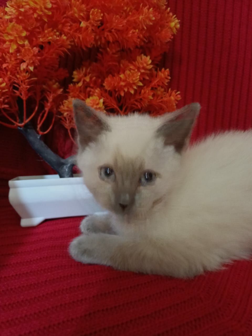 Подарим котёнка,девочку,3 месяца,здоровая,чистая,лоточек 5+.