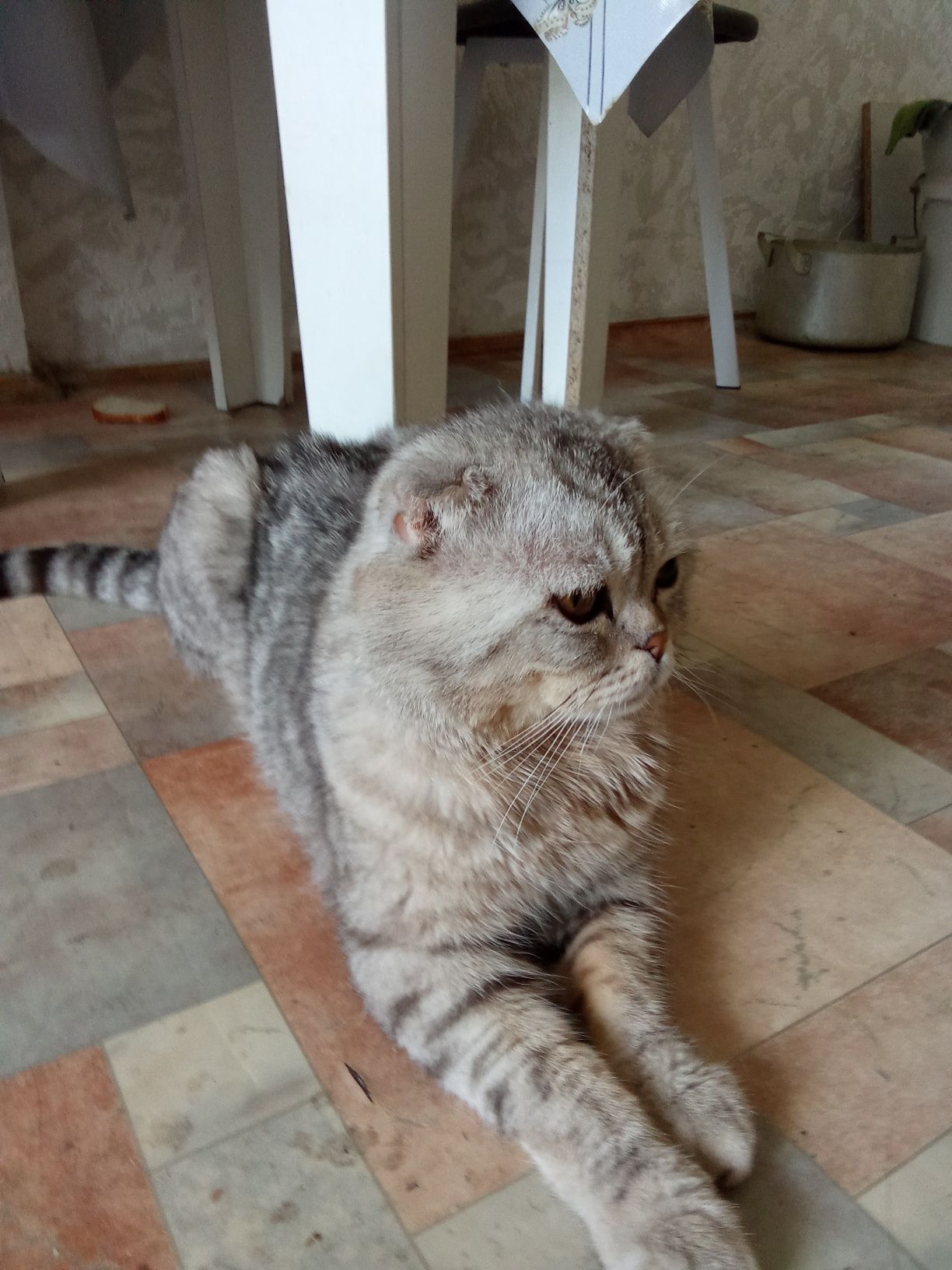 Кот бесплатно в хорошие руки