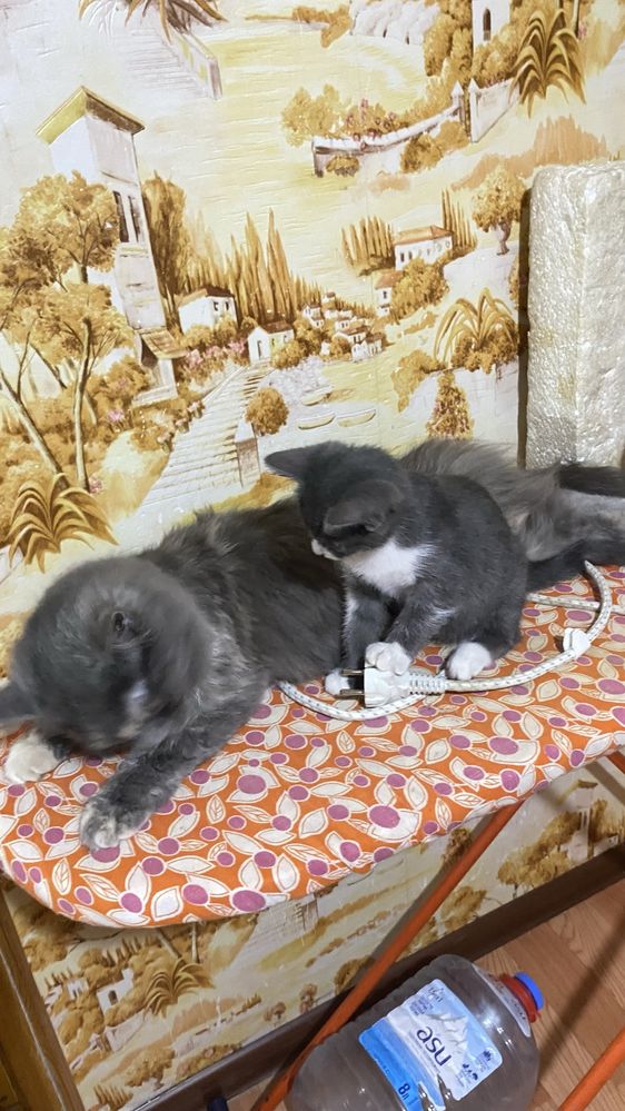 Отдам котенка в добрые руки
