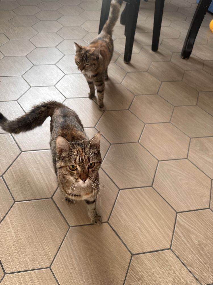 Отдам котят в ответственные руки