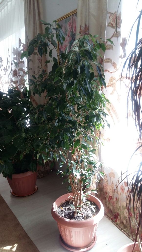 Продам комнатные цветы