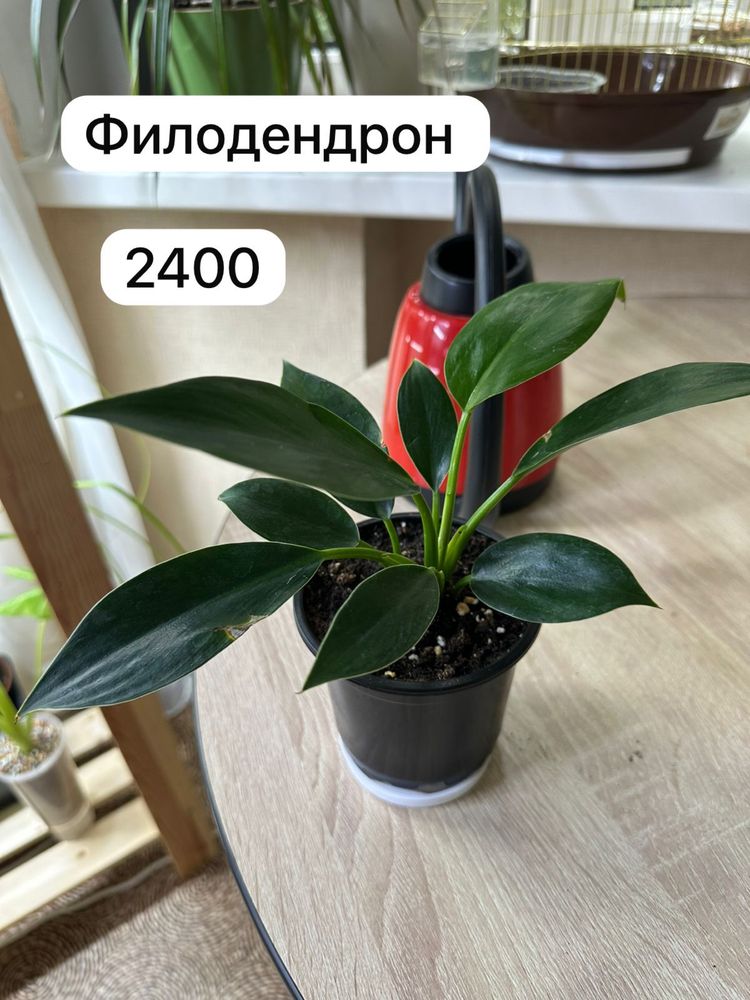 Продам комнатные растения. Доставка бесплатно по городу