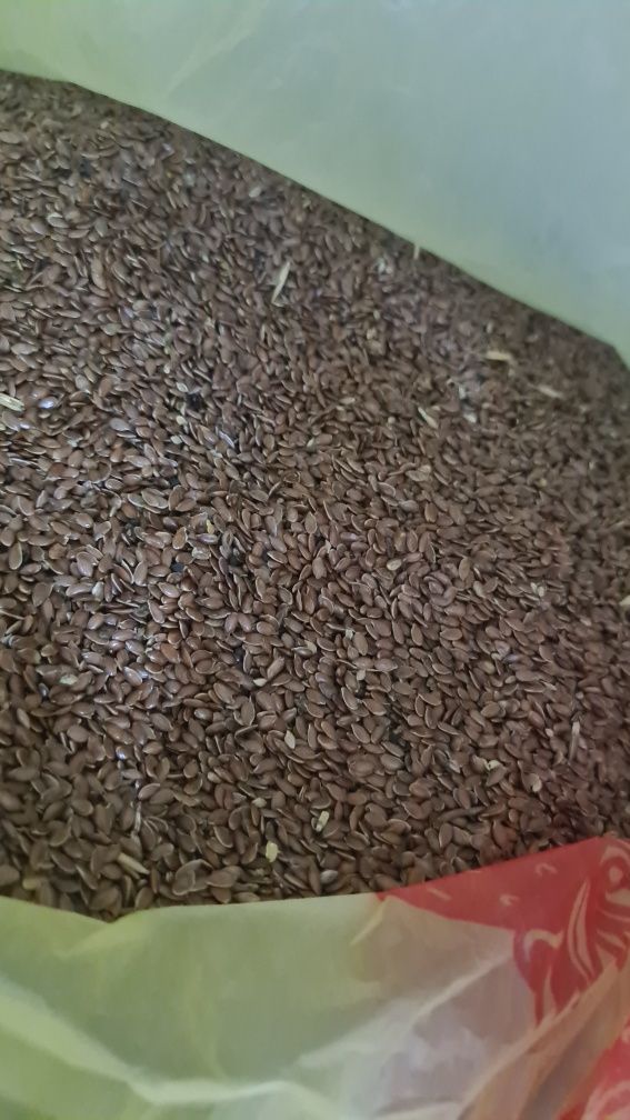 Продам семена ЛЁН