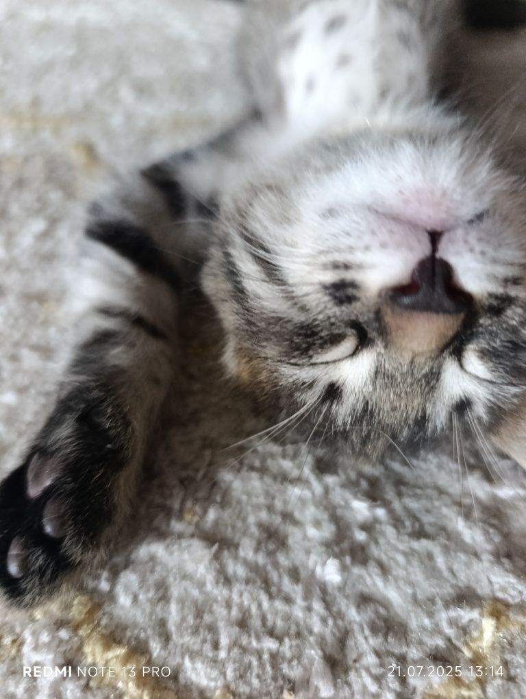 Котенок 1,5 месяц девочка