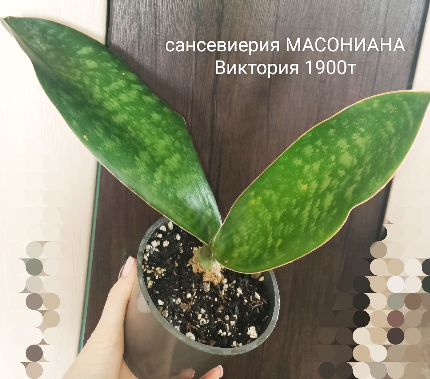 Филодендрон Минарум 5800т