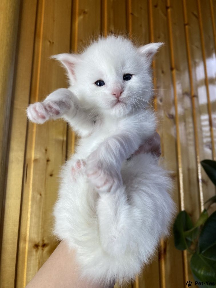 БЕЛОСНЕЖКИ - мейн кунчики ! Котята