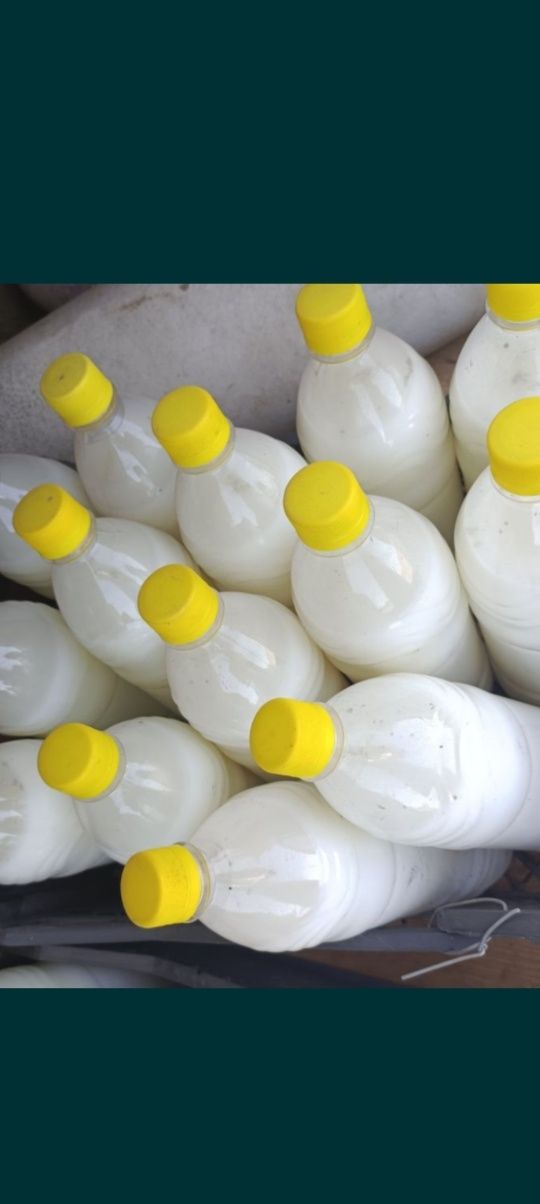 Продам Кымыз свежий Тургайский